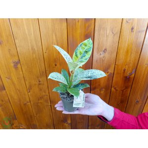 Fikus kaučukový (Ficus elastica) ´SHIVEREANA´ - výška 15-25 cm, kont. P9